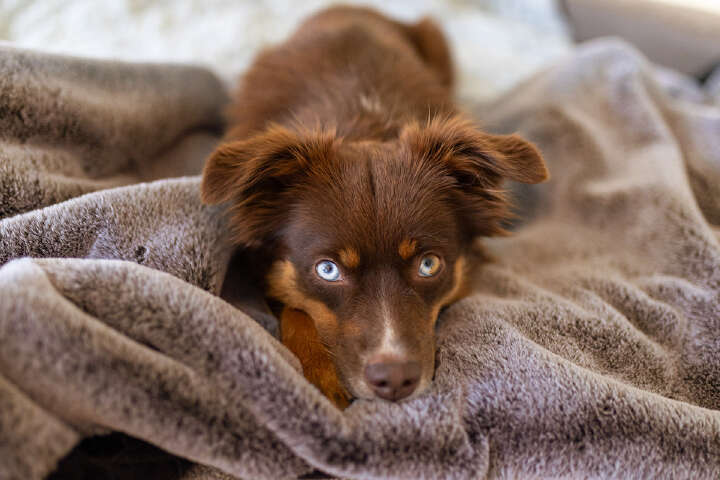 petlando Decke Alaska